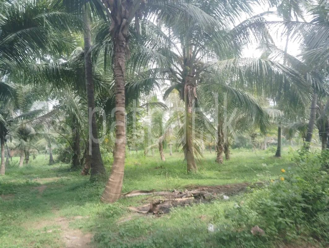 Agricultural Land for Sale in Maho