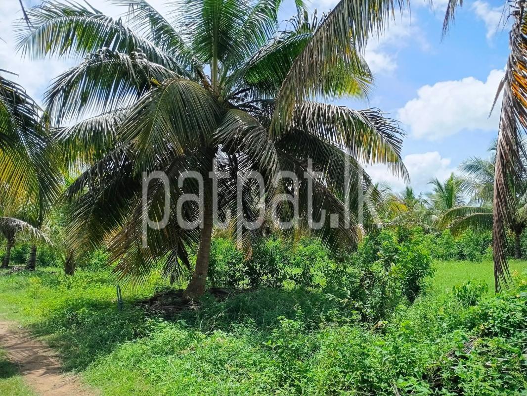 Agricultural Land for Sale in Wariyapola