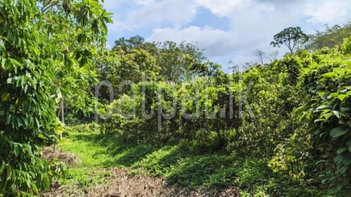 premium-listing-image