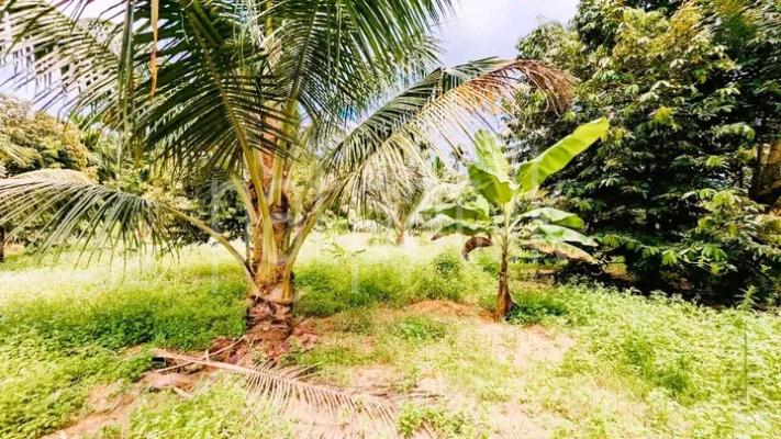 premium-listing-image