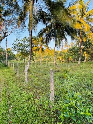 Commercial Land for Sale in Narammala