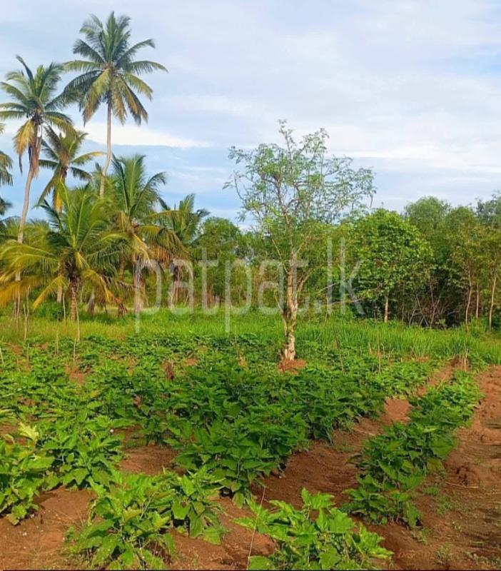 Agricultural Land for Sale in Puttalam