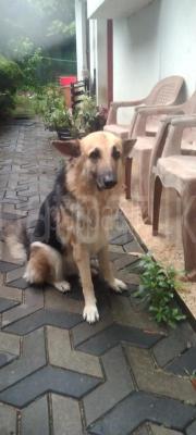 German shepherd