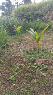 premium-listing-image