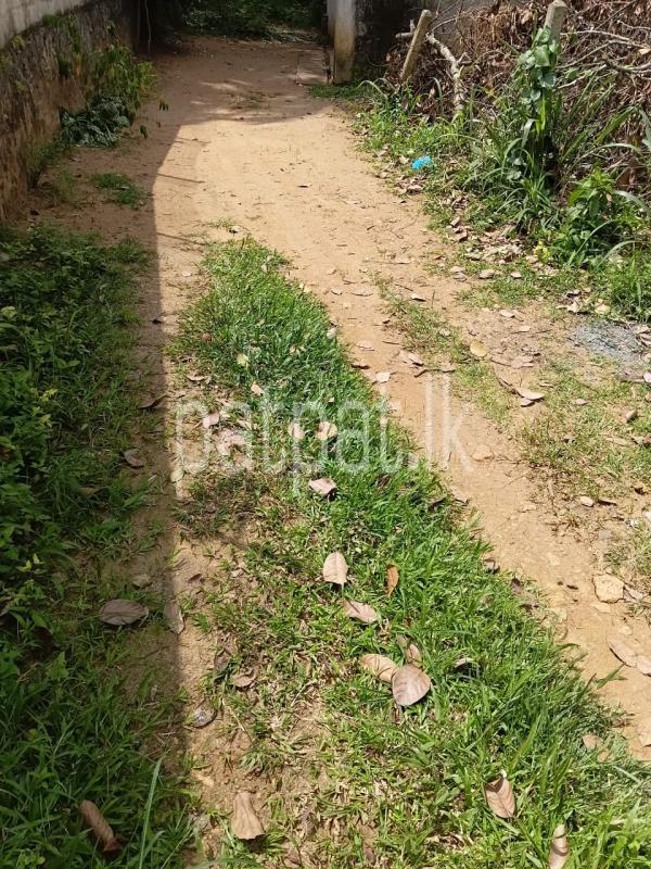 Agricultural Land for Sale in Lewella
