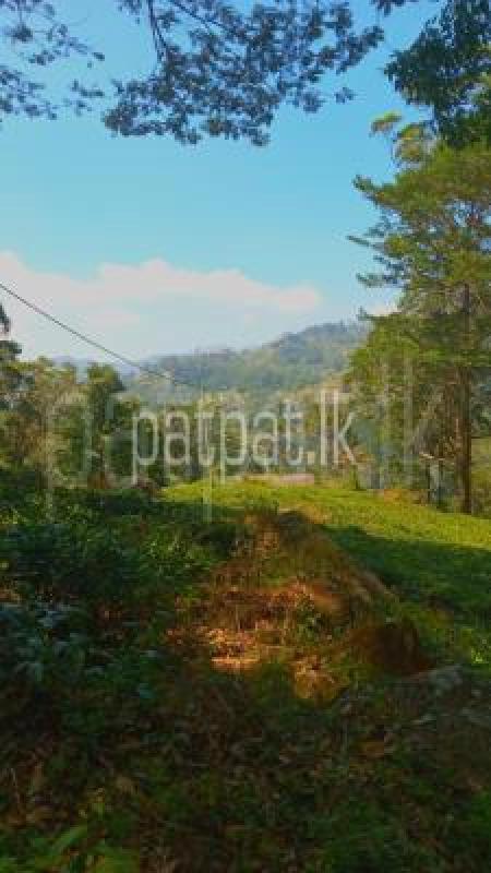 Agricultural Land for Sale in Panvila