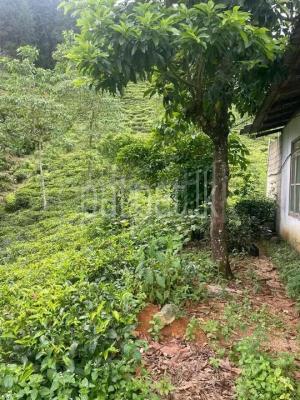 premium-listing-image