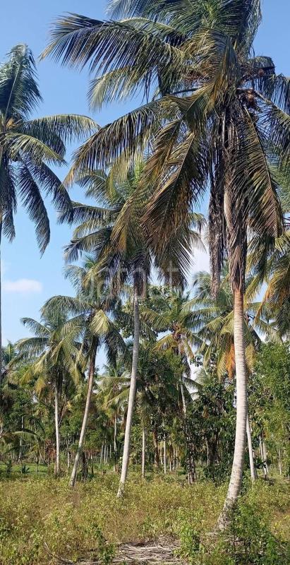 Agricultural Land for Sale in Nattandiya