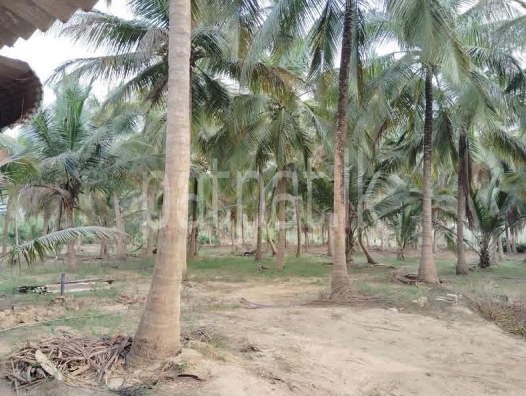 Agricultural Land for Sale in Nikaweratiya