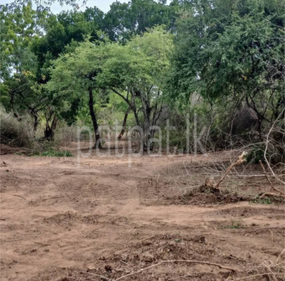 premium-listing-image