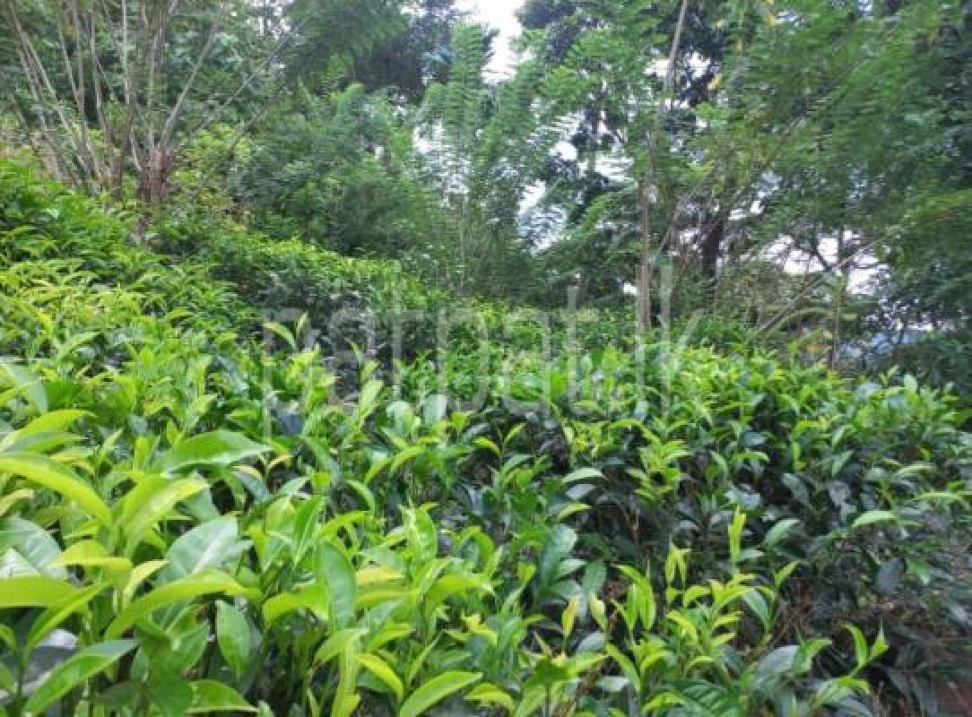 Commercial Land for Sale in Kuruwita