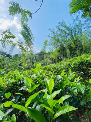 Commercial Land for Sale in Kuruwita