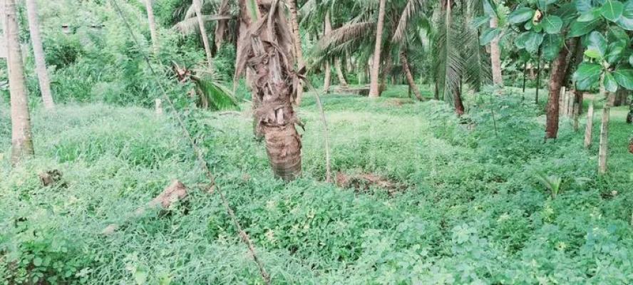 Agricultural Land for Sale in Kurunegala