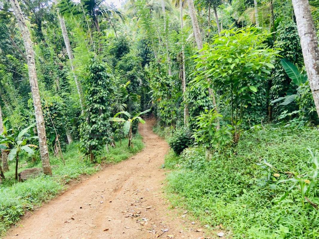 Agricultural Land for Sale in Rambukwella