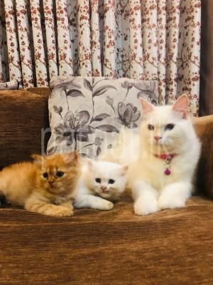 Persian cats