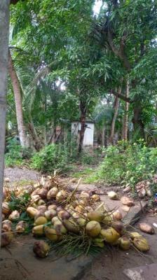 Residential Land for Sale in Hingurakgoda