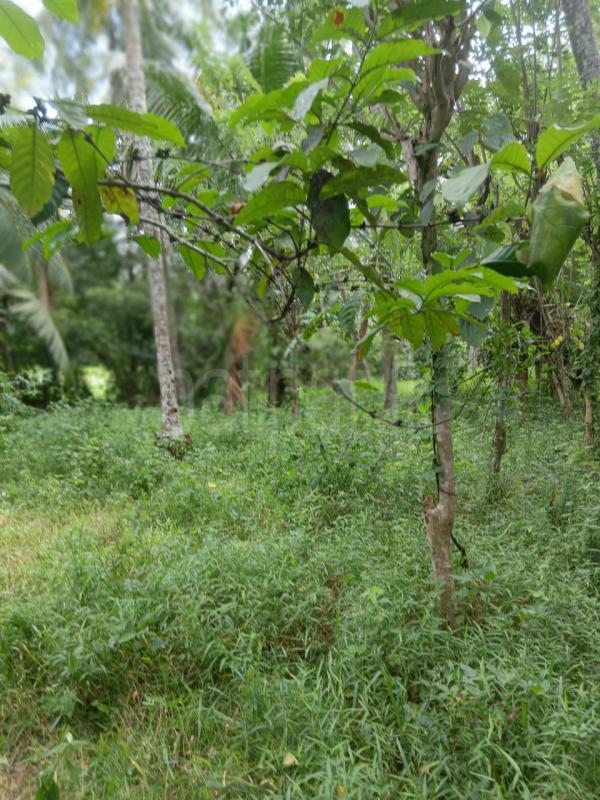 Agricultural Land for Sale in Gampaha