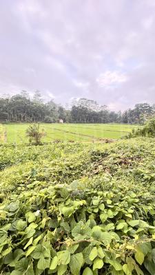 Agricultural Land for Sale in Bulathsinhala