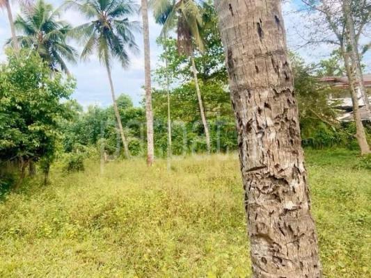 premium-listing-image