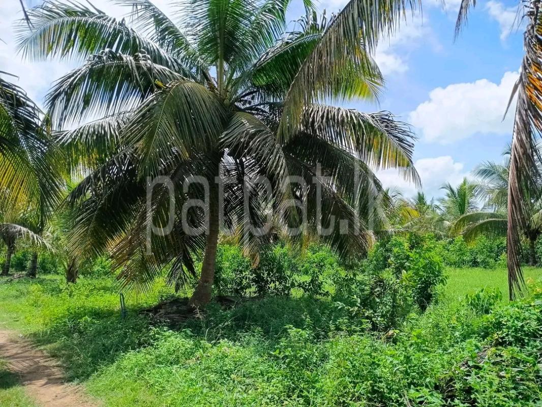 Agricultural Land for Sale in Maho