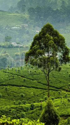 Agricultural Land for Sale in Kandy