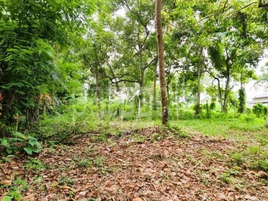 premium-listing-image