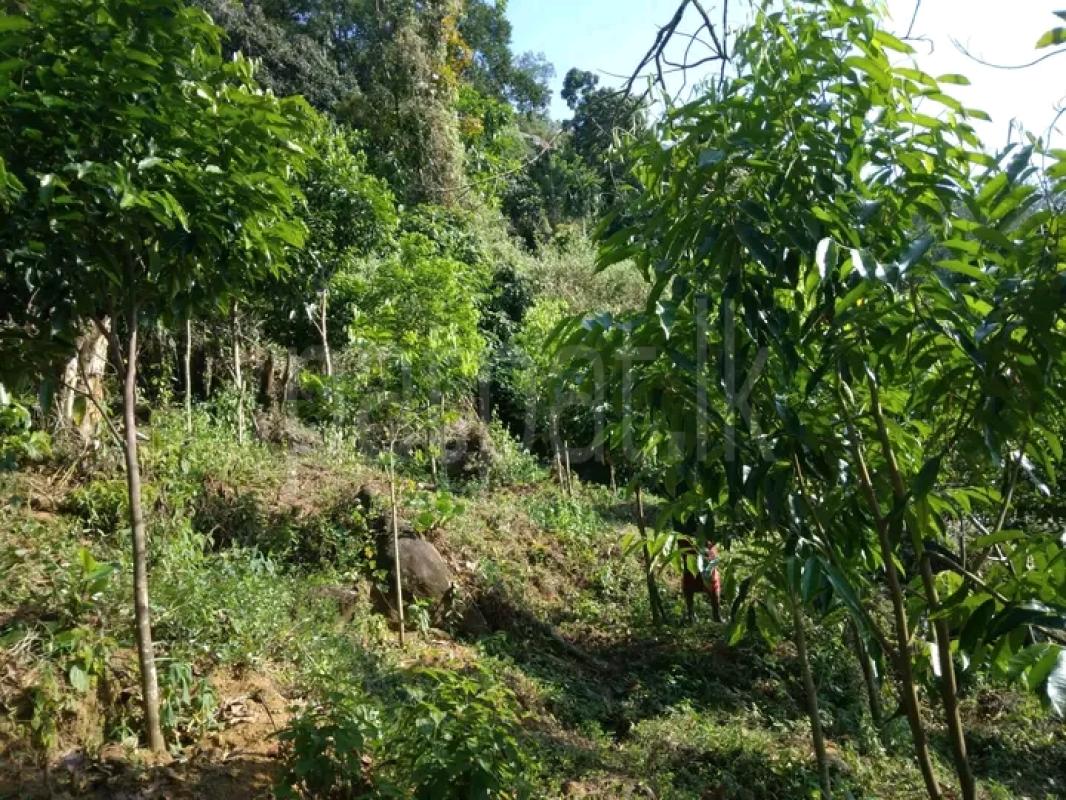 Commercial Land for Sale in Minuwangoda