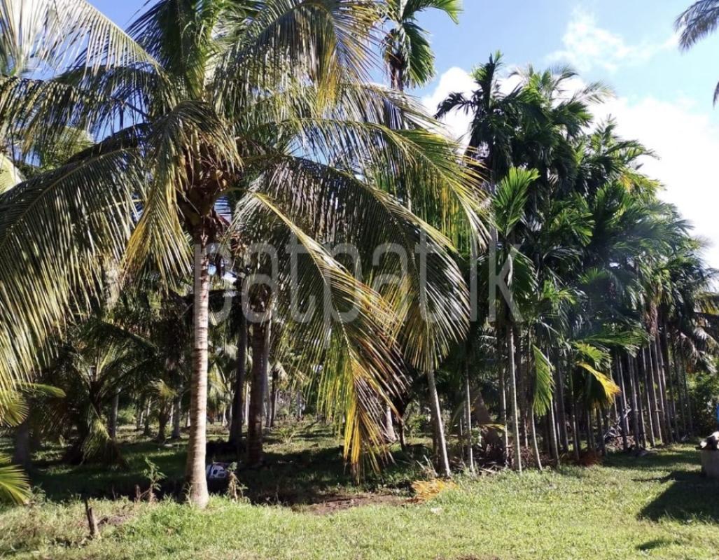 Agricultural Land for Sale in Anuradhapura