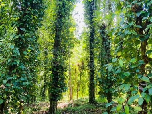Agricultural Land for Sale in Digana