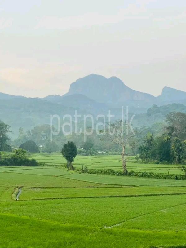 Agricultural Land for Sale in Kandalama