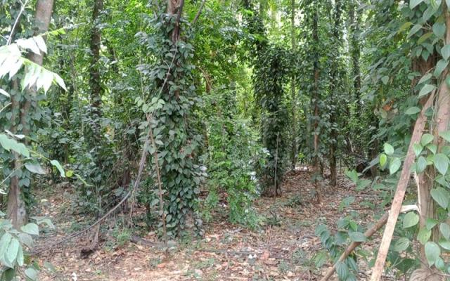 Agricultural Land for Sale in Weherayaya Handapanagala