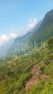 premium-listing-image