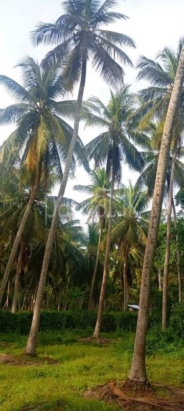 Agricultural Land for Sale in Madampe