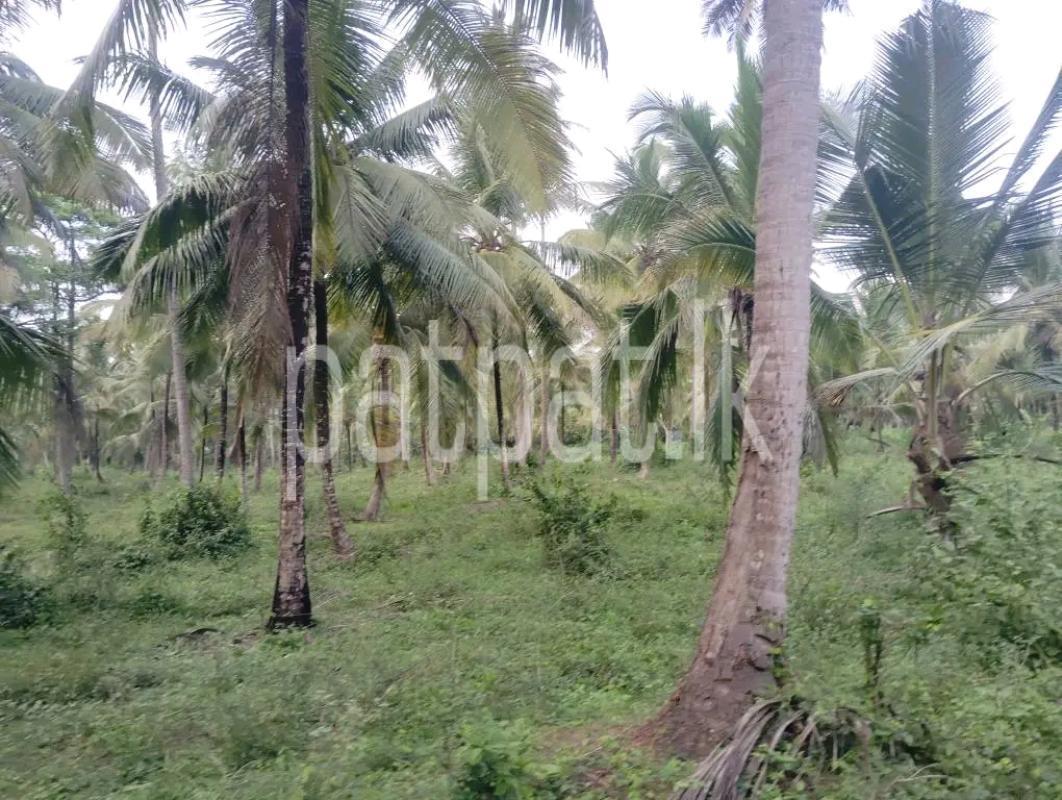 Agricultural Land for Sale in Maho
