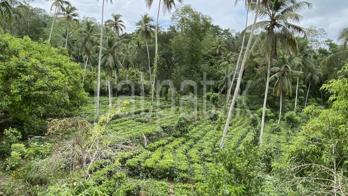 premium-listing-image