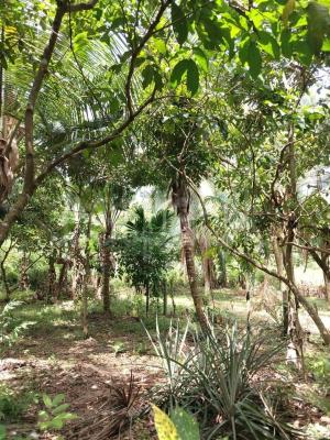 Agricultural Land for Sale in Kalagedihena