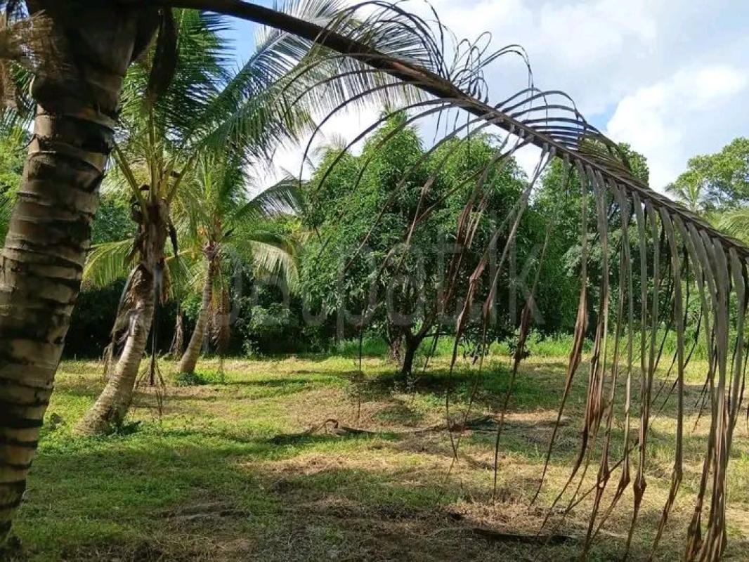 Agricultural Land for Sale in Ibbagamuwa