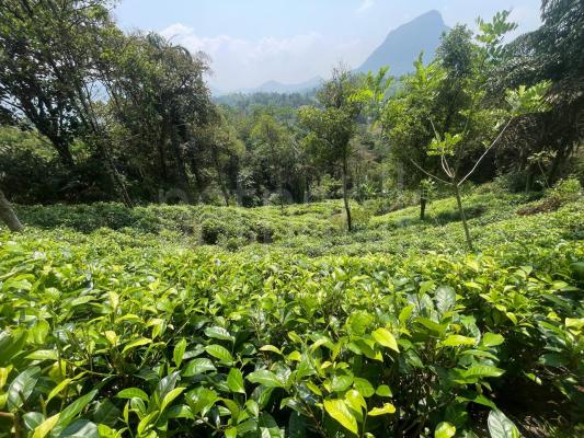 Agricultural Land for Sale in Neluwa