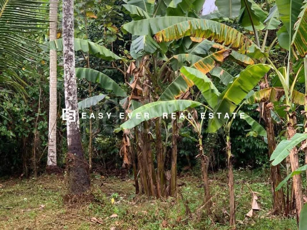 Residential Land for Sale in Giriulla