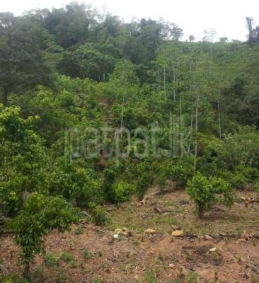 premium-listing-image