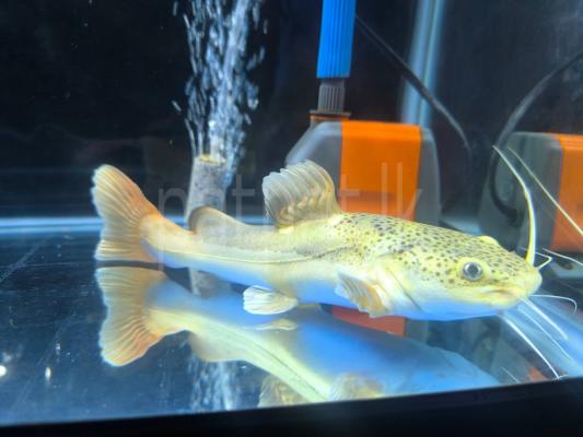 Red tail catfish