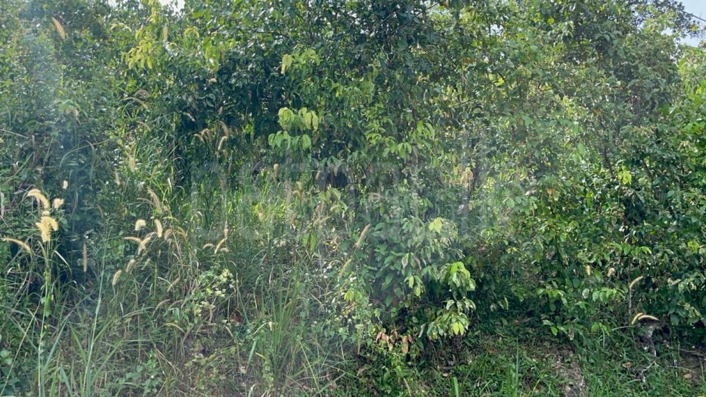 Agricultural Land for Sale in Ambalangoda
