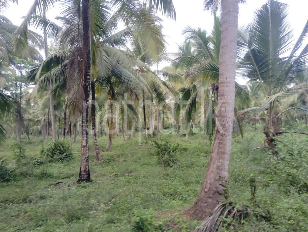 Agricultural Land for Sale in Narammala