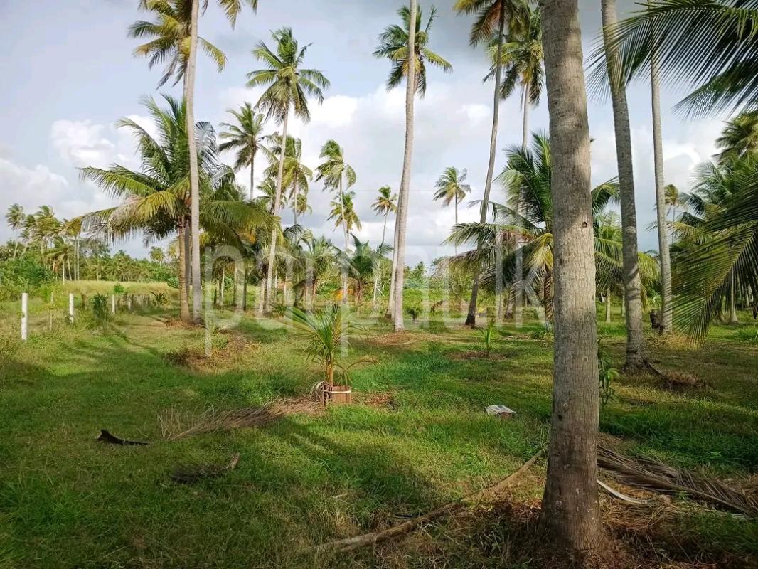 Agricultural Land for Sale in Mawathagama