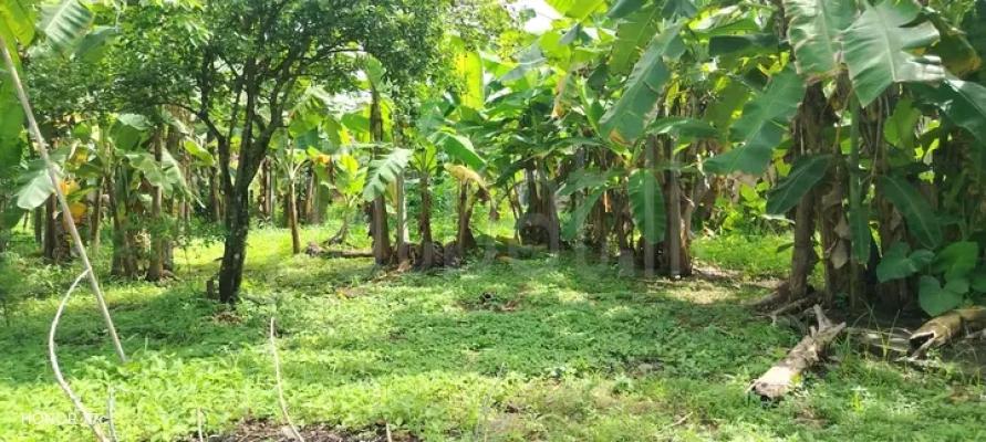 Residential Land for Sale in Panadura