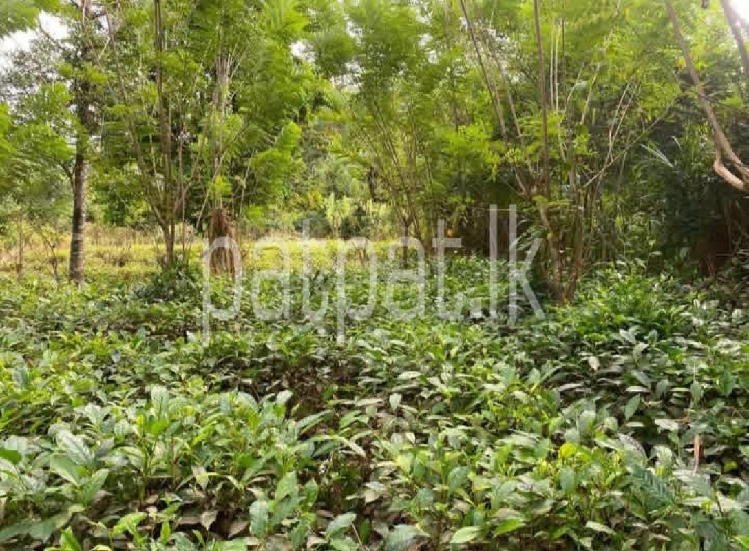 Agricultural Land for Sale in Ruwanwella