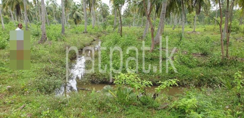 Agricultural Land for Sale in Puttalam