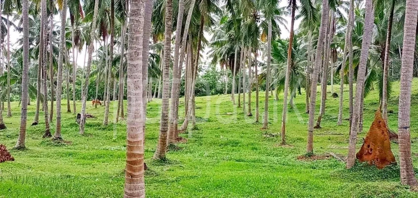 Agricultural Land for Sale in Maho
