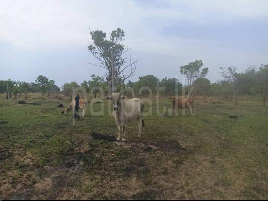 Agricultural Land for Sale in Puttalam