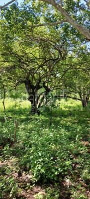 Residential Land for Sale in Kataragama